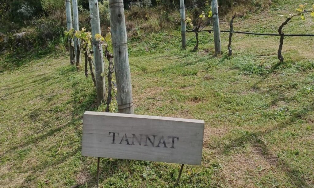 Plantação da uva Tannat no Uruguai (foto de Míriam Alencar)