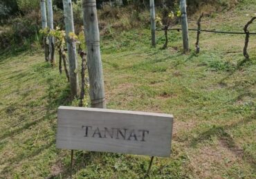 Plantação da uva Tannat no Uruguai (foto de Míriam Alencar)