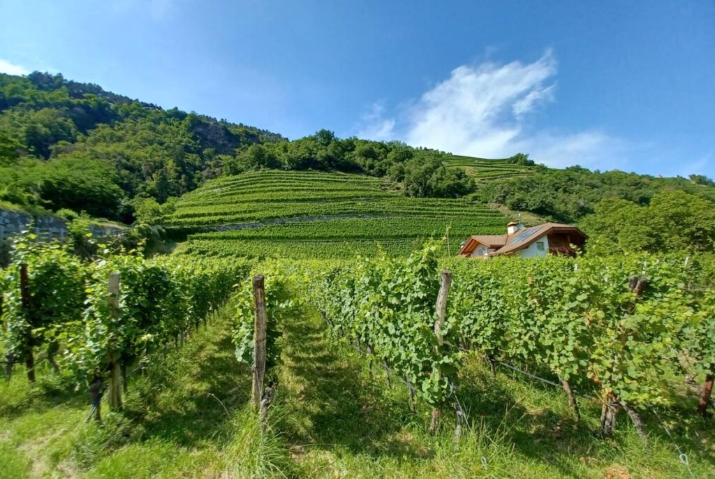 Vinhedos em Trentino-Alto Adige (foto de Míriam Aguiar)