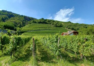 Vinhedos em Trentino-Alto Adige (foto de Míriam Aguiar)