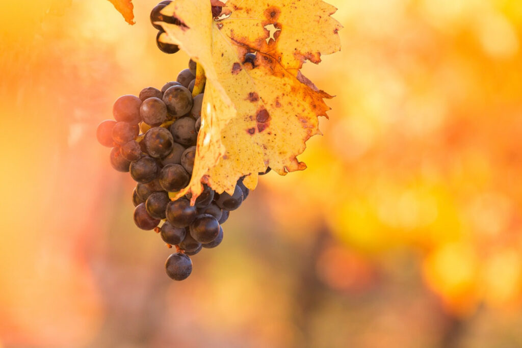 Uvas viníferas (foto Vinhos do Rhone)