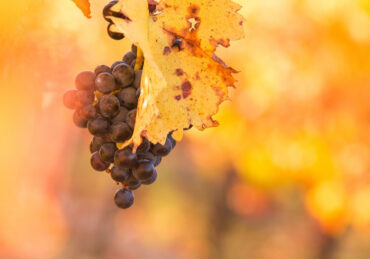 Uvas viníferas (foto Vinhos do Rhone)